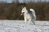 SIBERIAN HUSKY 444